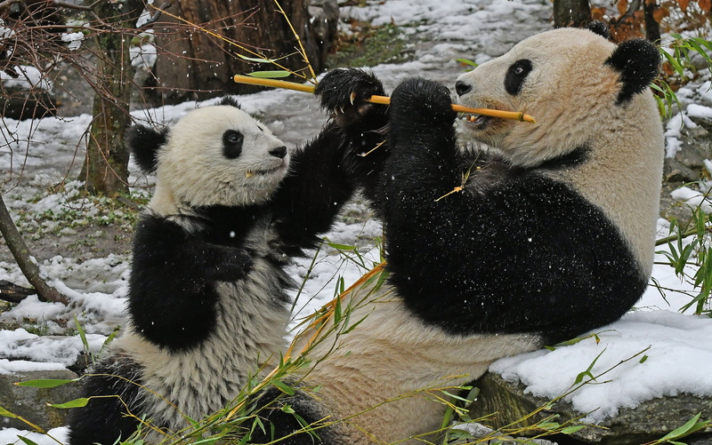 1080P, two animals, panda, bamboo, plant, animal themes, animal, day, panda - animal, no people, togetherness, cold temperature, nature, snow, snowing