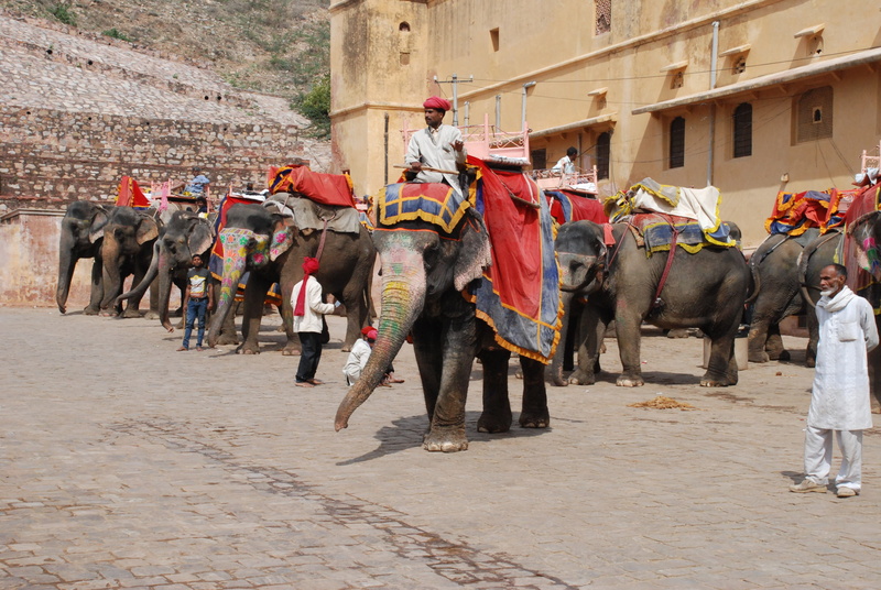 4K, animal, mammal, outdoors, herbivorous, vertebrate, ride, elephant, Jaipur, india, group of people, man, day, pachyderm, working animal, incidental people