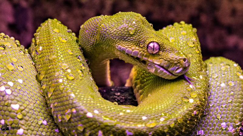 closeup, photo, neunkirchen, poisonous, wildpark, snake, purple, wildlife, reptile, water, der, nach, carnivore, animal, green, python, green  tree  python