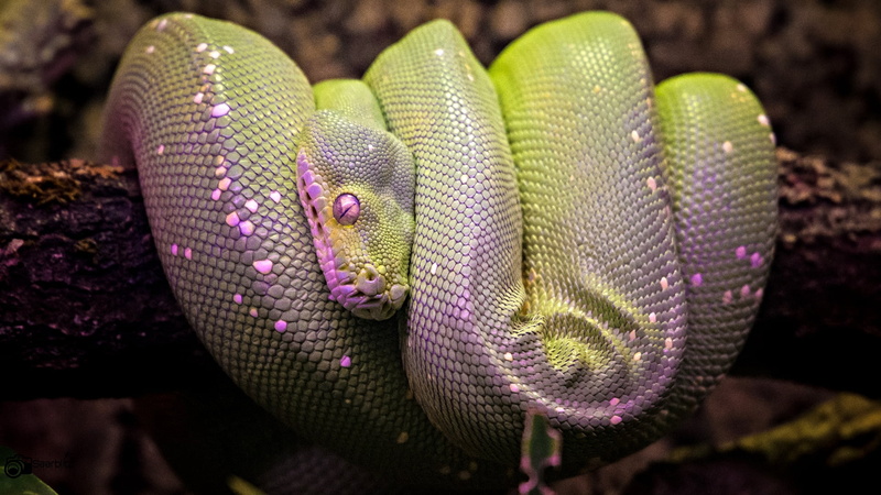 photograph, colours, 105mm, reptile, close up, saarland, zoo, purple, snake, canon, wildlife, portrait, animal, Python  snake, green, farben, fantastic