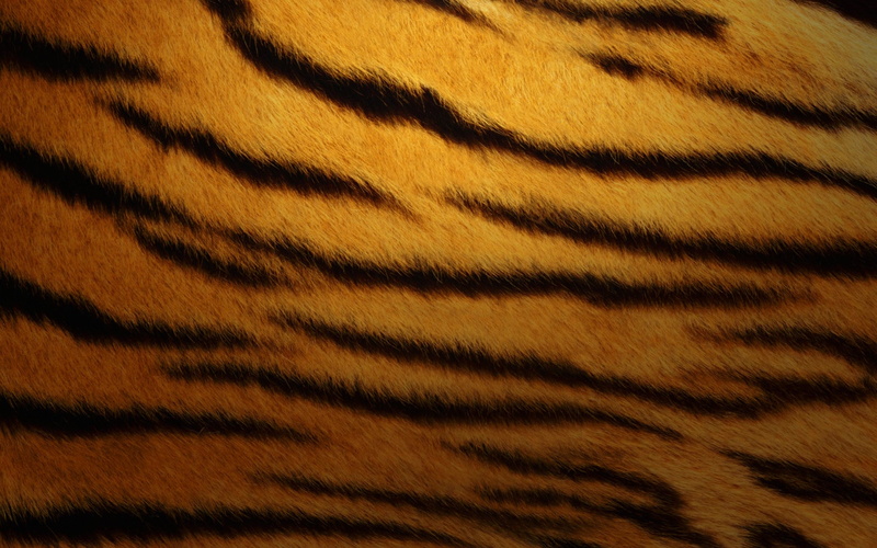 print, tiger, 2K, black, brown, textile, skin