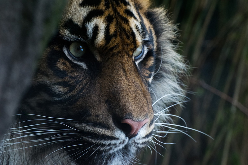 Sumatran tiger, sumatran, predator, tiger, 1080P, face, look, eyes