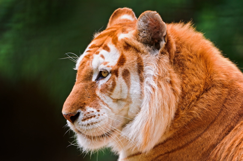 carnivora, vertebrate, outdoors, feline, ©Tambako The Jaguar, mammal, 4K, face, animal, animal head, whisker, tiger, no people, Golden tiger, animal themes