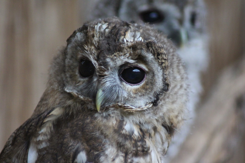 animal eye, animal body part, animal head, one animal, 5K, outdoors, portrait, animal, day, vertebrate, animal themes, beak, zoo, nature, owl, animals in the wild