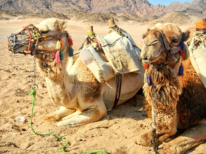 sunlight, the area, lying, 4K, sand, animal, animal themes, vertebrate, land, saddle, tourism, cultures, dromedary Camel, ancient, mammal, resting, clouds