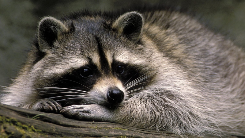 1080P, raccoons, animals, nature