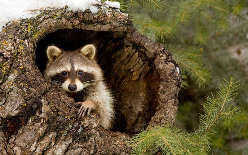 1080P, raccoons, photography, animals