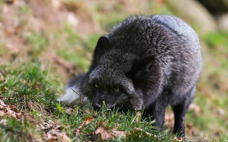 animals, wolf, animal wildlife, focus on foreground, black color, snout, field, nature, selective focus, land, one animal, close-up, day, mammal, animals in the wild