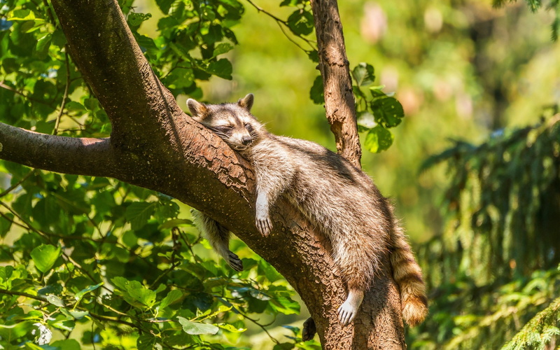 no people, nature, day, animal, animal themes, animals, animal wildlife, sunlight, mammals, vertebrate, one animal, tree, focus on foreground, relaxation