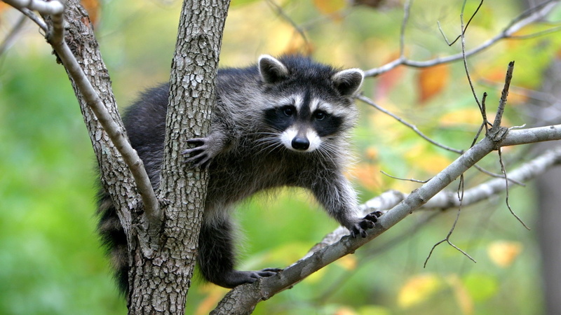 nature, animals, 1080P, raccoons