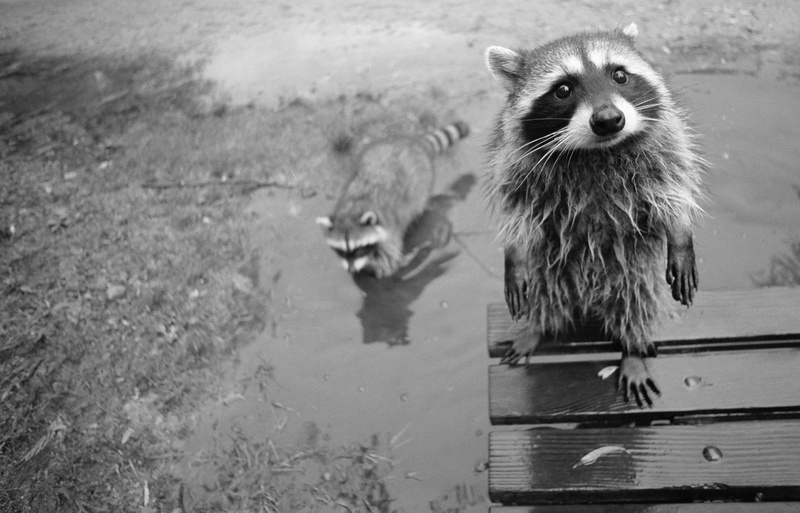 vertebrate, animals, nature, portrait, standing, day, raccoons, animals in the wild, mammal, animal wildlife, one animal, looking at camera, outdoors, high angle view