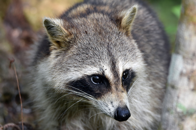 animal, black, animals In The Wild, Raccoon, carnivore, raccoons, gray, outdoor, 5K, mammal, nature, animals, Portrait, photo, wildlife