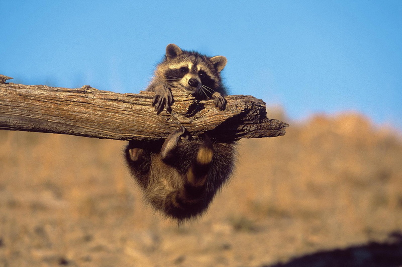 vertebrate, tree, mammal, close-up, animal wildlife, no people, one animal, day, animal themes, animal, zoology, brown, animals in the wild, outdoors, nature