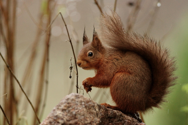 fluffy, mammal, rock, tail, brown, animals In The Wild, wildlife, animal, grey, rodent, tree, 4K, outdoors, daytime, squirrel, forest, cute, fur, nature