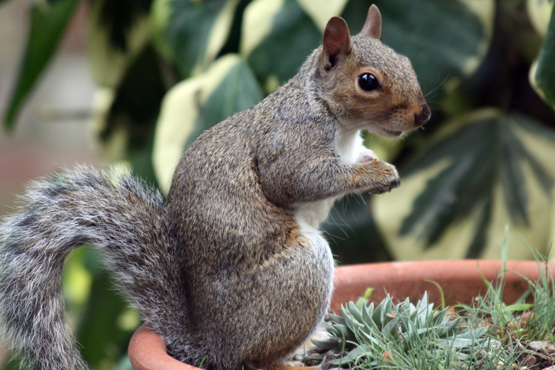 brown, wildlife, Tail, photography, eating, Charming, mammal, Bushy, nature, Beneath, 4K, rodent, Bright Eyes, Charmer, Feeder, tree, Little, squirell