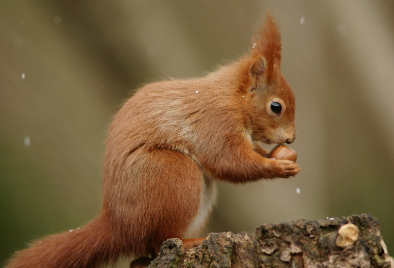 squirrel, forest, focus, animal, wildlife, tree, brown, outdoors, walnut, rodent, mammal, nature, fur, cute, photography, holding, 4K, selective