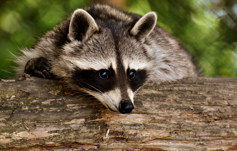 looking away, focus on foreground, log, vertebrate, animals, whisker, 5K, wild animal, one animal, outdoors, animal themes, tree, animal, looking, wildlife park