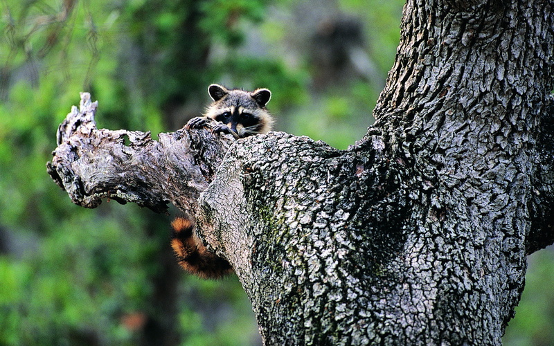 focus on foreground, tree trunk, nature, animals in the wild, trunk, animal, mammal, plant, tree, whisker, animal wildlife, day, vertebrate, one animal
