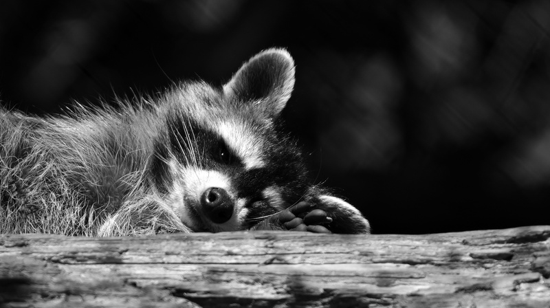 animals, trunk, mammal, one animal, black And White, animal wildlife, fox, domestic cat, 5K, animal body part, tree, photo, wildlife, wood - material