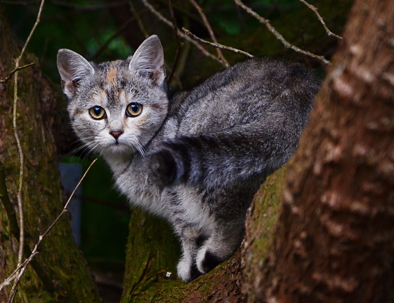 tabby cat, gray, domestic Cat, woods, catkin, Katze, ängstlich, outdoors, animals, animal, tabby, mammals, nature, pets, black, sweet, mammal, outdoor