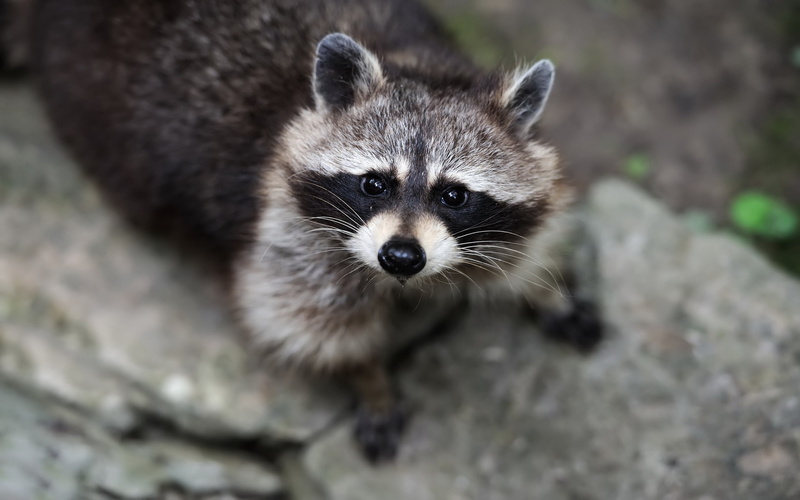 2K, wildlife, animals, raccoons