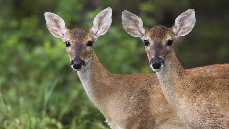 young fawns, texas, white-tailed deer, 1080P, ears, fawns, young, animals