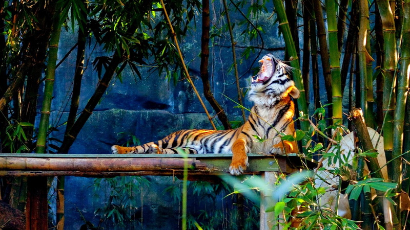 rest, animals, s, time, 1080P, tiger, yawn, forest, siberian