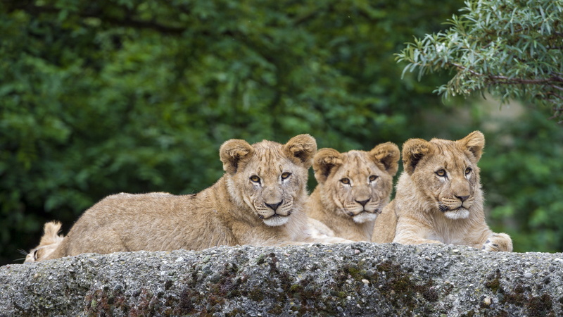 4K, Photography, lion, Animals, Lions, cubs, Rest, Three, Have