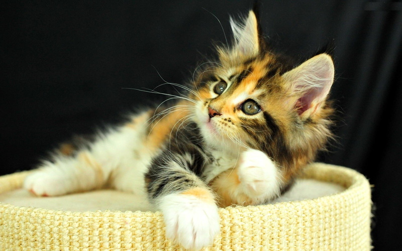 fluffy, animals, 1080P, resting, sweet, animal, kitty, look, rest, kitten, cute, adorable, small