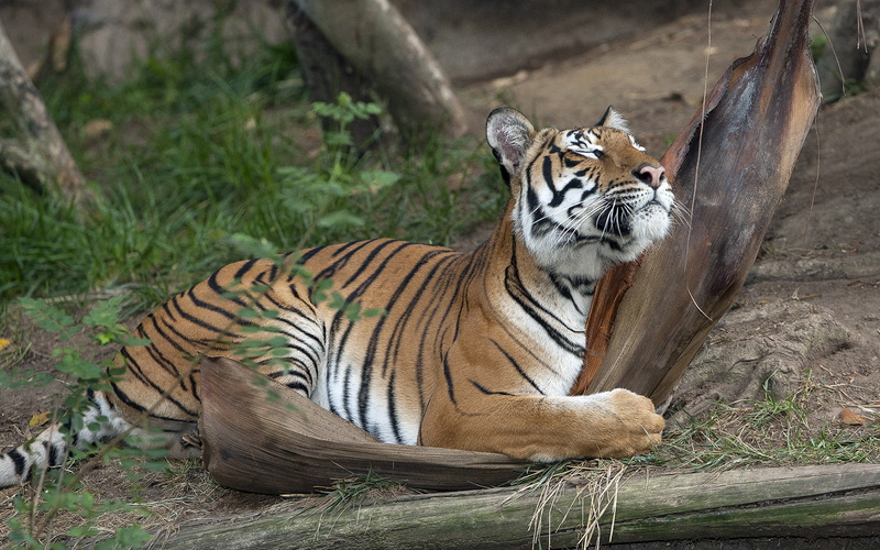 animals, hd, photography, tiger, 1080P, rest