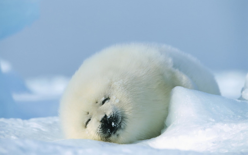 seal, young, animals, 1080P