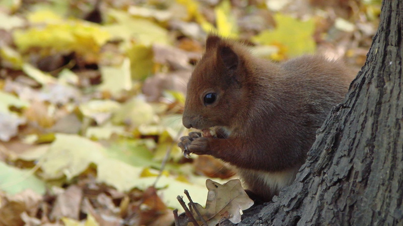 fur, outdoors, 1080P, one animal, squirrel, animal, close-up, animal wildlife, tree trunk, cat, no people, vertebrate, rodent, nature, black, tree, short