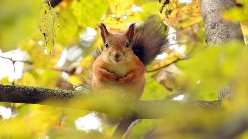 nature, squirrel, low angle view, black, whisker, outdoors, short, plant, animals, animal, fur, branch, animals in the wild, portrait, one animal, close-up