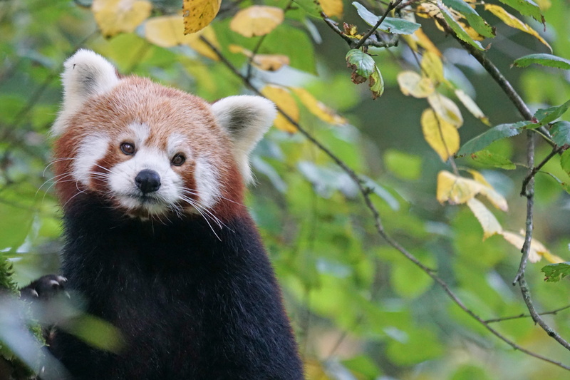 whisker, bear, cute, one animal, day, tree, zoo, climber, fire fox, animals in the wild, black, red panda, animal themes, beside, forest, 5K, panda, looking