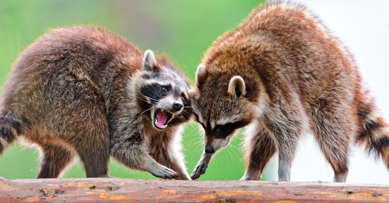 mammal, mouth open, 4K, nature, conflict, small, two, fur, anger, outdoors, no people, group of animals, animal, animal themes, raccoon, animal wildlife