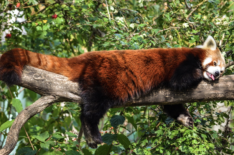 standing, side view, red panda, little bear, asia, no people, bamboo, nature, herbivores, mammal, animal themes, panda, one animal, vertebrate, day, animal