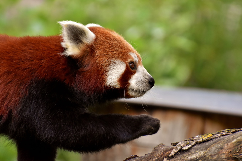 fire fox, nature, looking, looking away, red panda, 5K, panda - animal, whisker, zoo, red, focus on foreground, outdoors, panda, animals in the wild, animal head