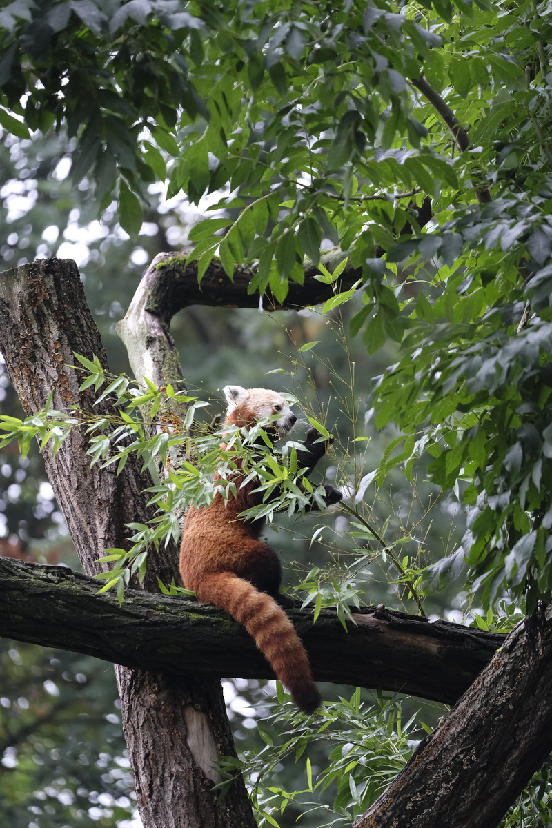 5K, animal wildlife, himalayas, nature, eucalyptus, gold dog, ailurus fulgens, branch, trunk, day, animal themes, cuddly, little panda, animal, growth