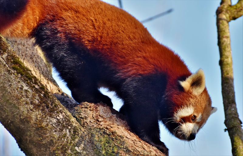 animal, panda, animal themes, animal world, red, close-up, outdoors, no people, endangered, panda bear, tree, tree trunk, whisker, bear, wild animal, animals in the wild