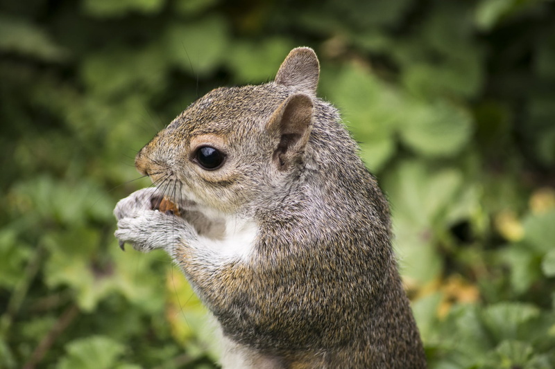 close-up, animal body part, 1080P, green, land, outdoors, branch, focus on foreground, no people, sitting, close, animal head, animal wildlife, furry
