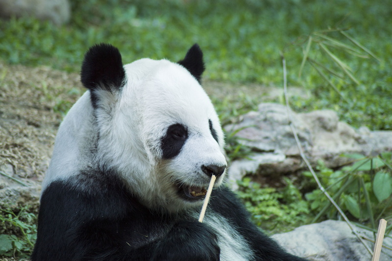 cub, panda - animal, close-up, tourism, wild, park, young, animal wildlife, wilderness, fun, shallow, plant, animal, focus on foreground, white color, day