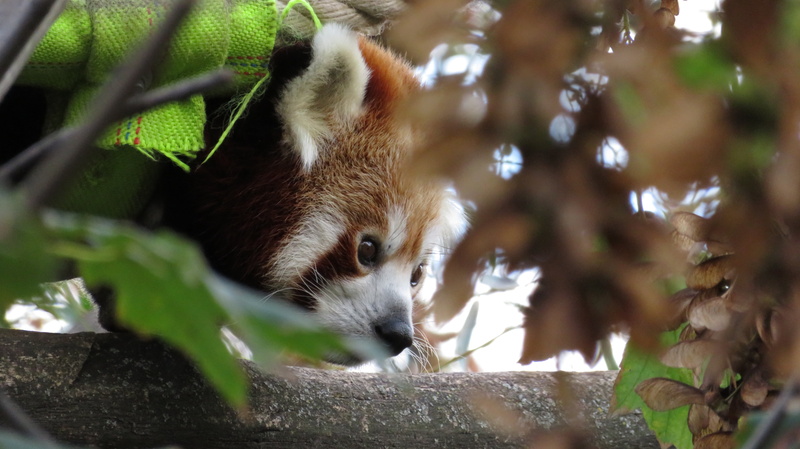 day, predator, 5K, leaf, tree, no people, plant, panda - Animal, red panda, looking, cute, selective focus, ailurus fulgens, plant part, animal body part