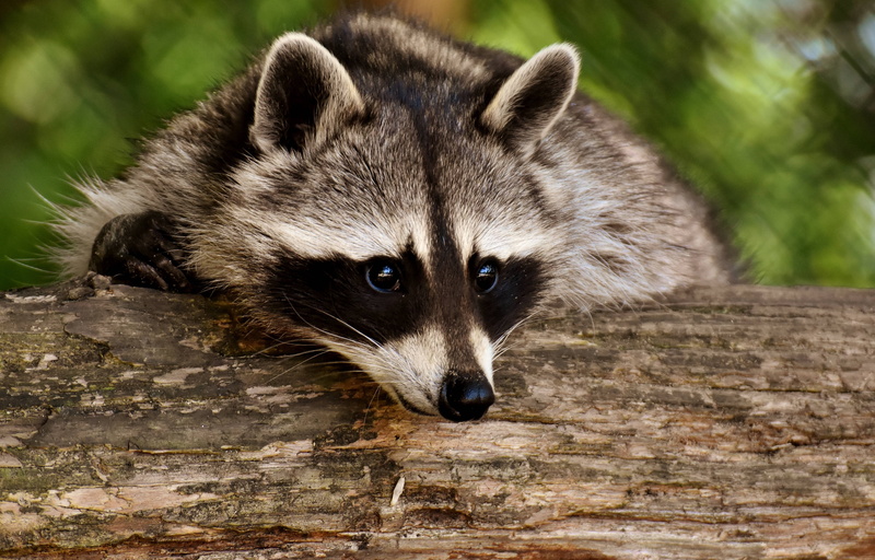 vertebrate, close-up, animal, log, wood - material, day, outdoors, mammal, animals in the wild, one animal, looking, animal themes, 5K, focus on foreground