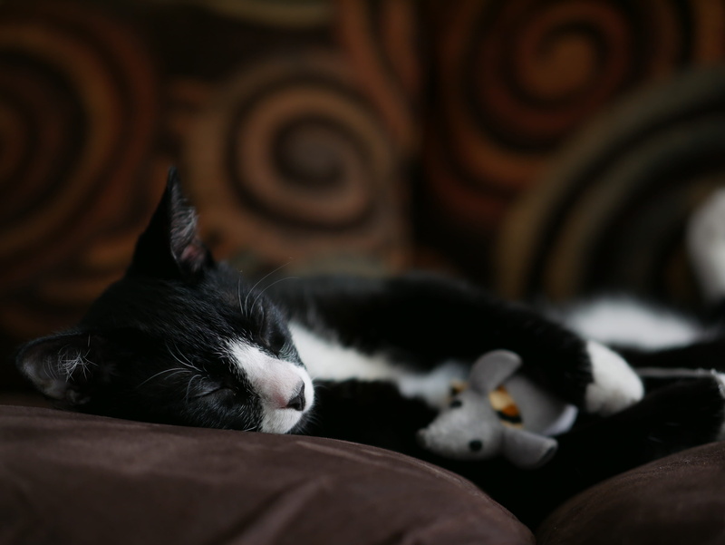 pet, close-up, focus on foreground, animal, 4K, one animal, domestic animals, black color, mammal, lying down, domestic cat, feline, adorable, furniture