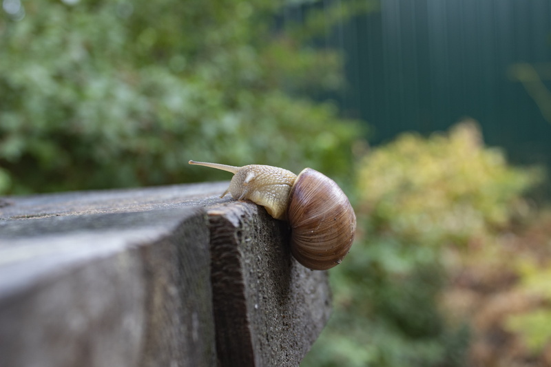 creeps, animal, an effort, animal wildlife, animal shell, day, animal body part, macro, animals in the wild, 5K, small, one animal, animal themes, snail