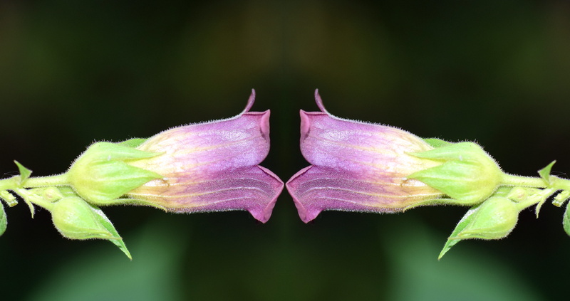 mirroring, beauty In Nature, hallucinogen, Belladonna, double, invertebrate, insect, macro, leaf, freshness, blossom, Plant, one animal, great cherry blossom