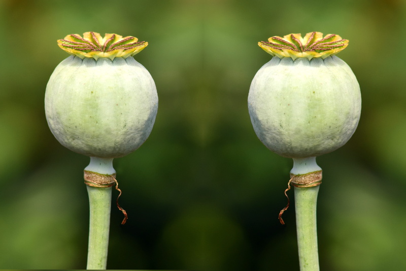 cultivation, encapsulate, wellbeing, outdoors, 5K, green color, seed capsules, freshness, double, plant stem, poppy capsules, doppelganger, plant, garden