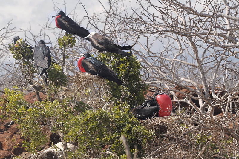 vertebrate, bird, field, north seymour island, tree, 2K, no people, fauna, perching, plant, outdoors, animals in the wild, land, red, group of animals