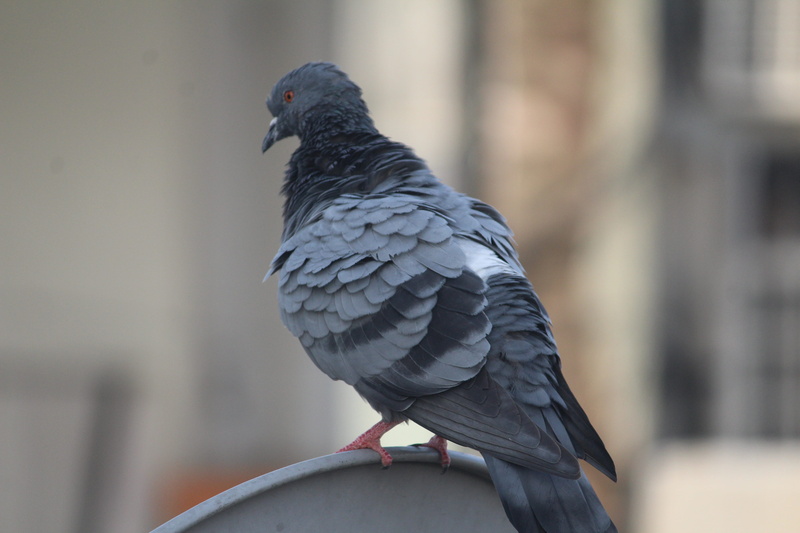outdoors, no people, gray, vertebrate, close-up, Bird, animal wildlife, 5K, black color, full length, animals in the wild, zoology, animal themes, nature