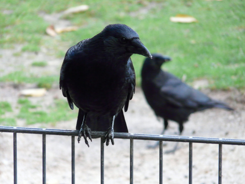 shallow, barrier, raven - bird, animal themes, sit, animal, corvidae, railing, focus on foreground, day, perching, waiting, carrion crow, black color, crow